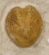 Two Lovenia Sea Urchin Fossil - Beaumaris, Australia #31076-1